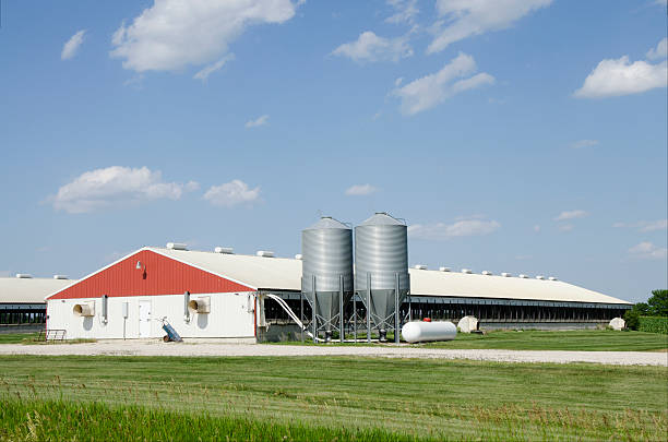 Steel Buildings: The Ideal Choice For Agricultural and Industrial Needs